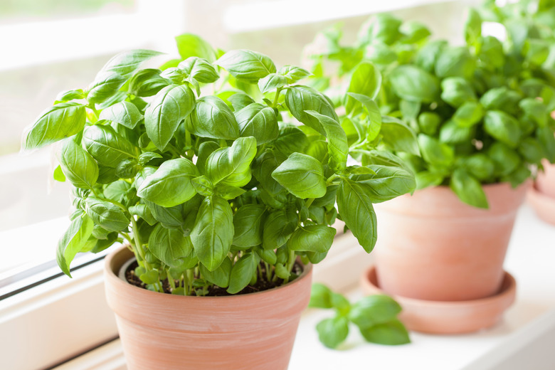 fresh basil herb in pot