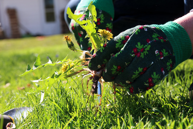 A man pulling dandelion / weeds out from the grass loan