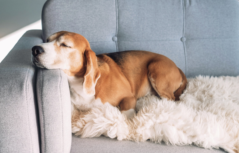 How to Remove Dog Smell From a Couch Hunker