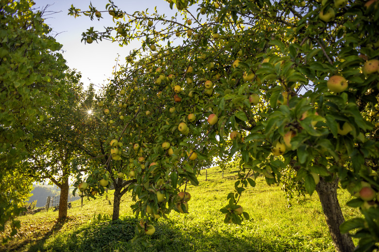 Apple Orchard with trees loaded with ripe apples