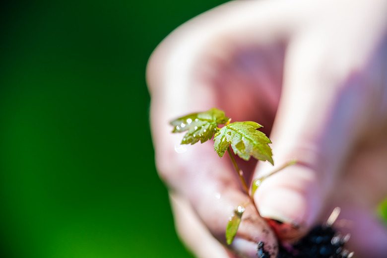 Holding a tiny maple tree seedling.