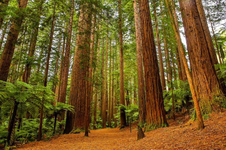 Rotorua Redwoods Forest Walk