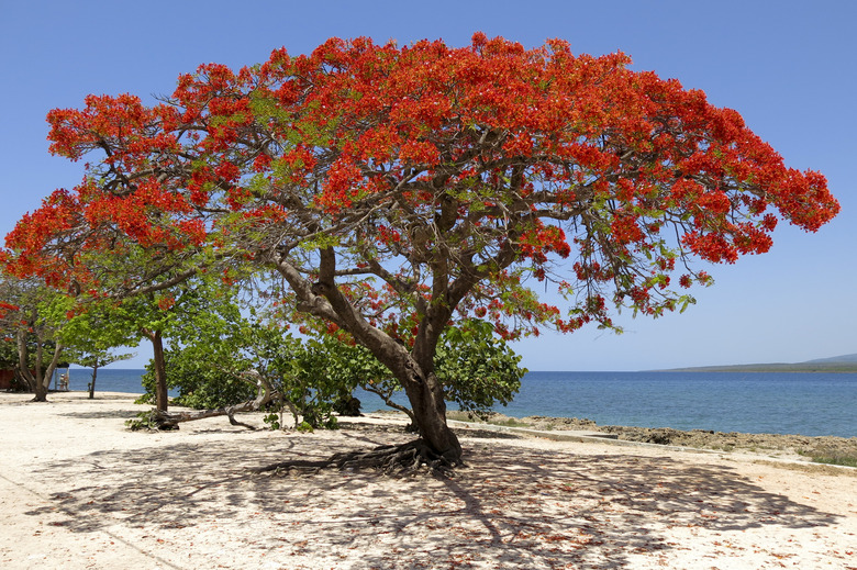 Royal Poinciana