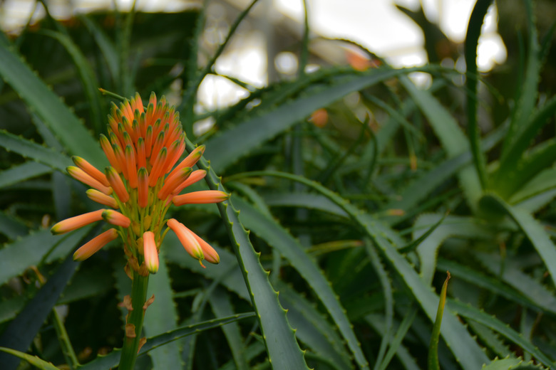 Aloe - flowering succulent plant. Aloe in blooming.