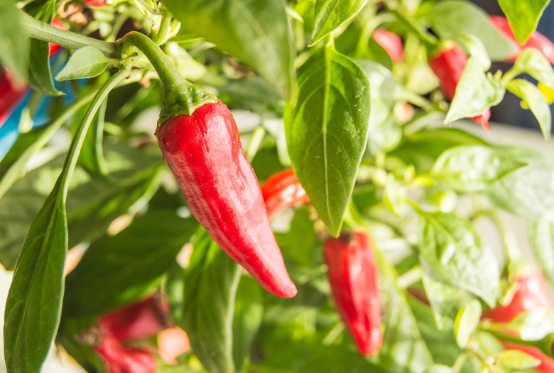 Hot chili pepper plant with red fruits growing on a bush.