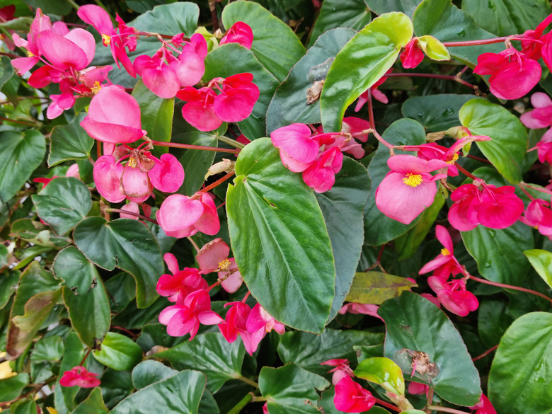 Red Wax Begonia Flowers (Begonia semperflorens)