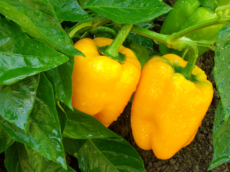 orange peppers