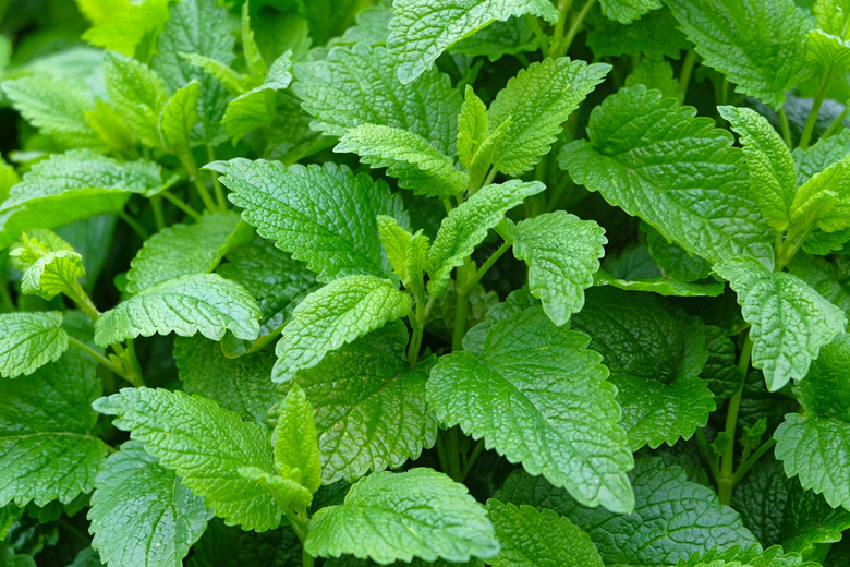 Lemon Balm, Melissa Officinalis