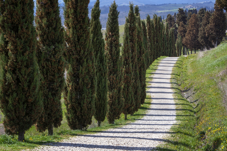 Tuscan landscape