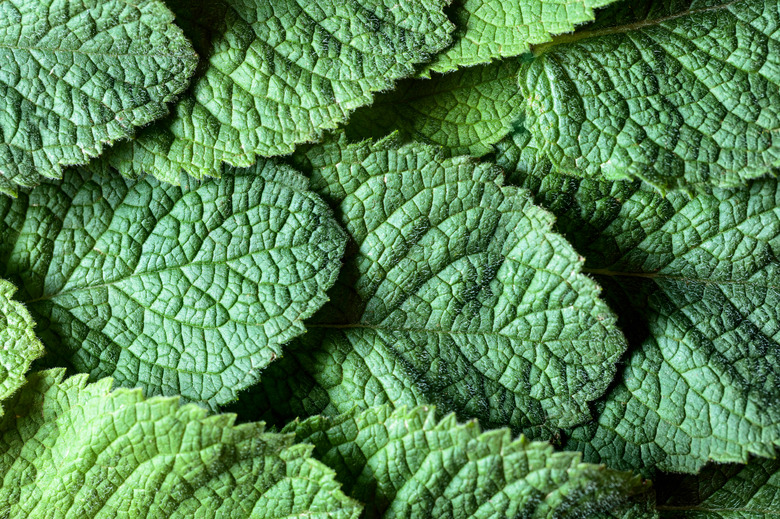 Mint leaves background.