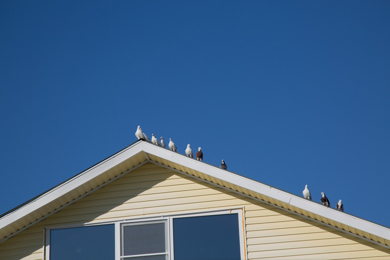 Doves birdssitting white roof blue sky background