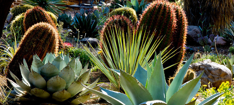 Cactus and agave.