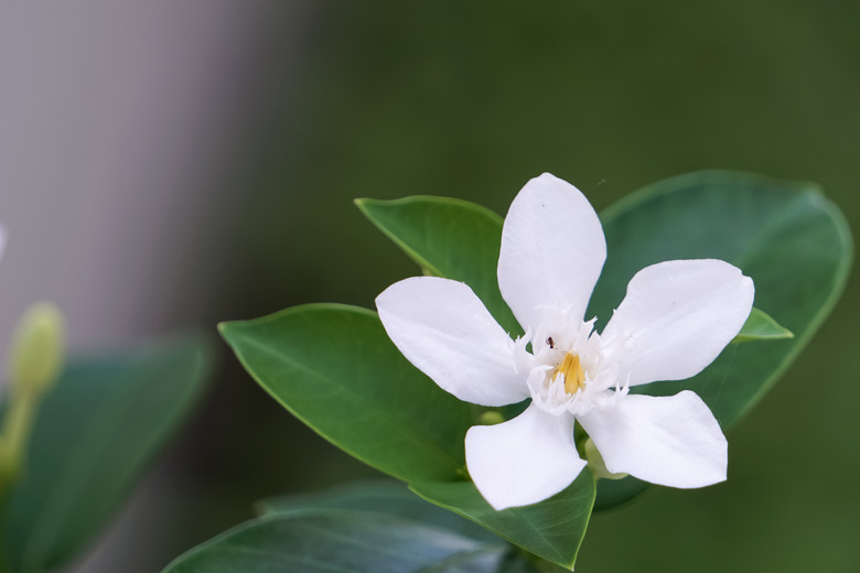 White gardenia flowers blooming in the garden