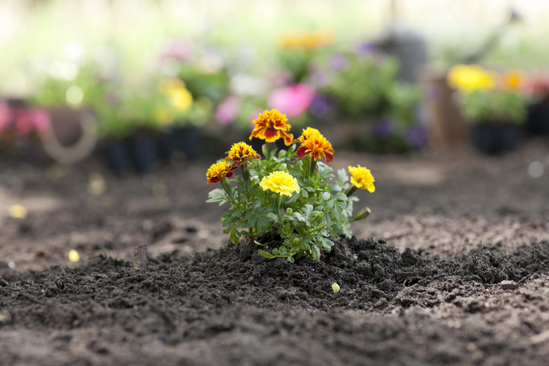 Marigold Flower in the Garden