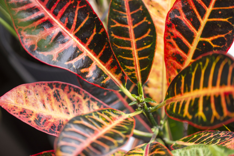 Codiaeum variegatum (garden croton or variegated croton) foliage.