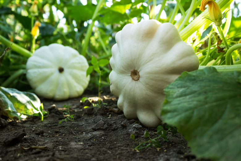 Squash growing in the garden. Harvest patissons.