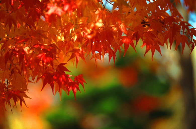 Autumn leaves (differential focus)