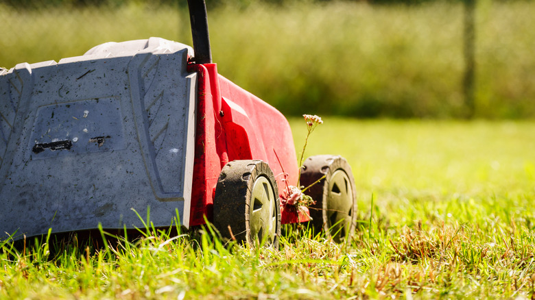 Gardening. Mowing lawn with lawnmower