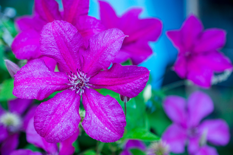 Blooming clematis in the garden