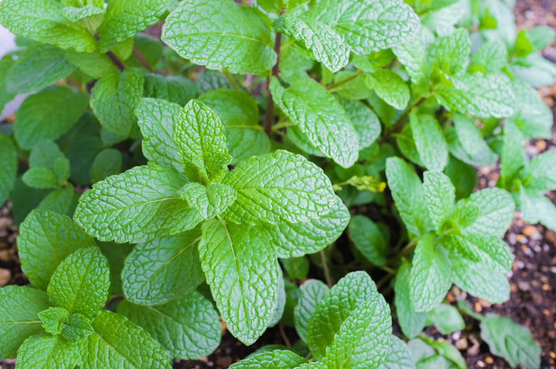 Fresh Spearmint leaves close up