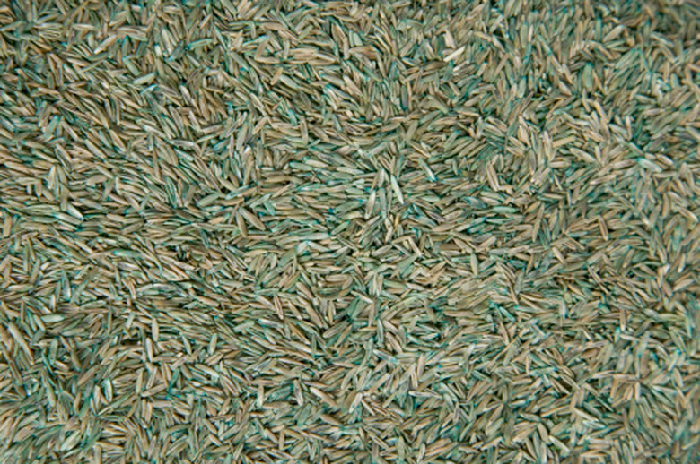 grass seed