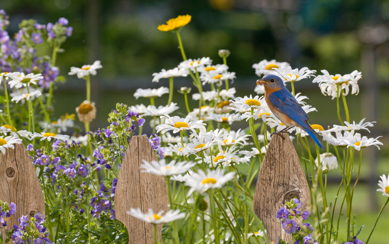 Eastern Bluebird, male