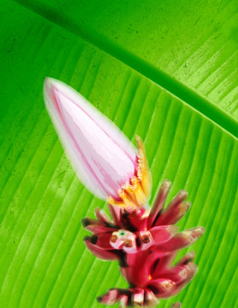 Flower on a banana truee