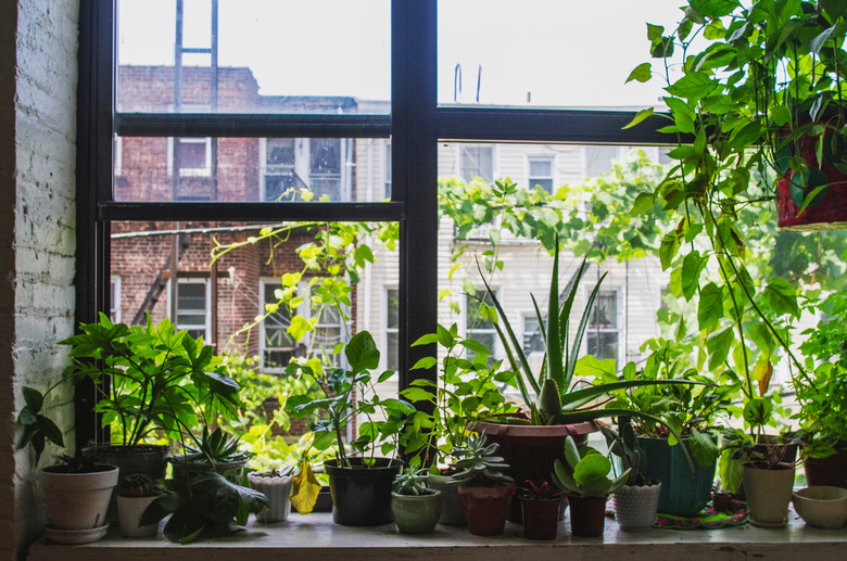 Potted Plants On Window Sill At Home