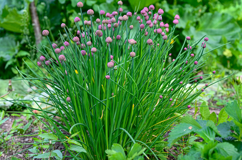 chives growing in a garden in Sweden