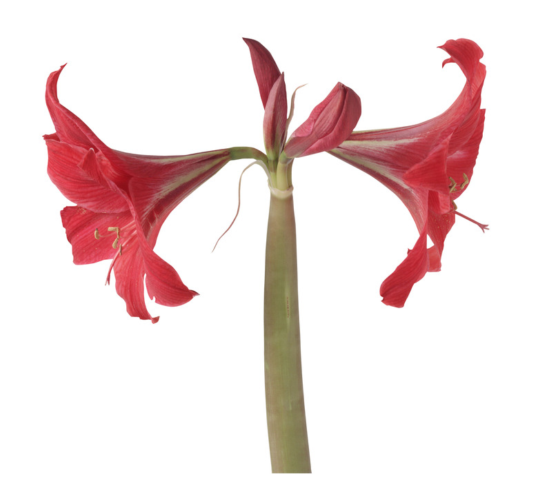 Amaryllis