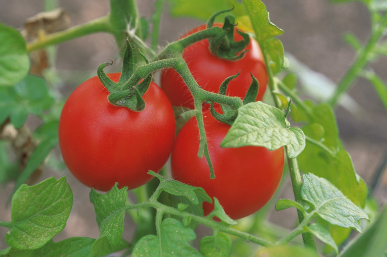 Tomatoes on the vine