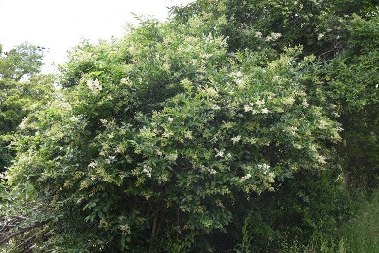 Flowering Japanese privet.