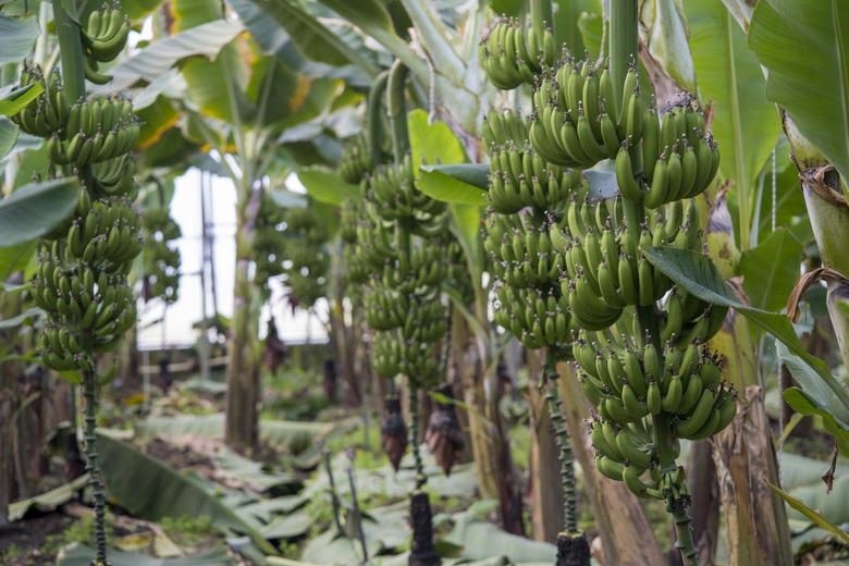 Green bananas growing in greenhouse.