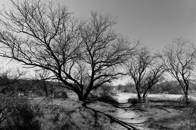 Mesquite Footpath