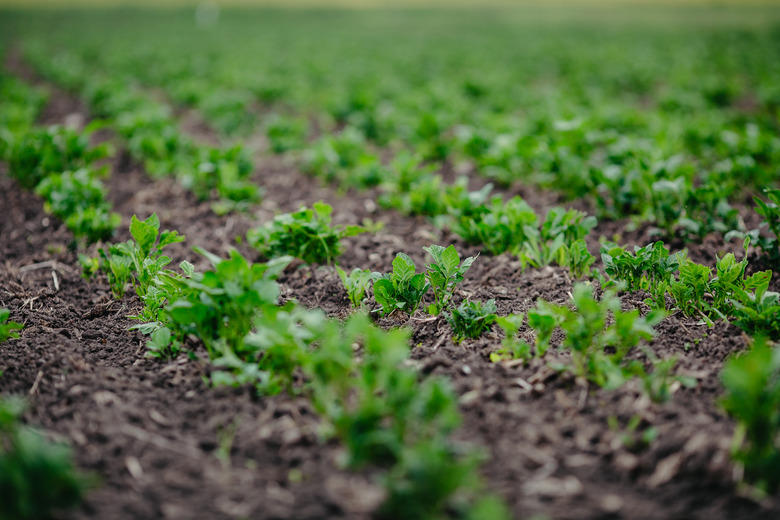 Field of green potato bushes. A young potato plant grows on soil.