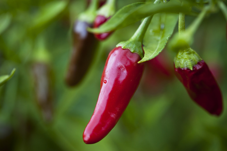 Red chilli