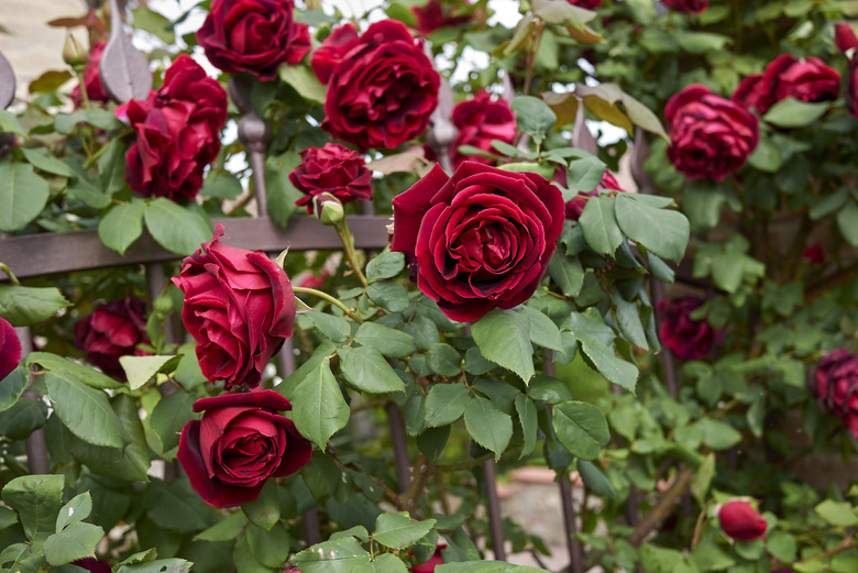 climbing roses