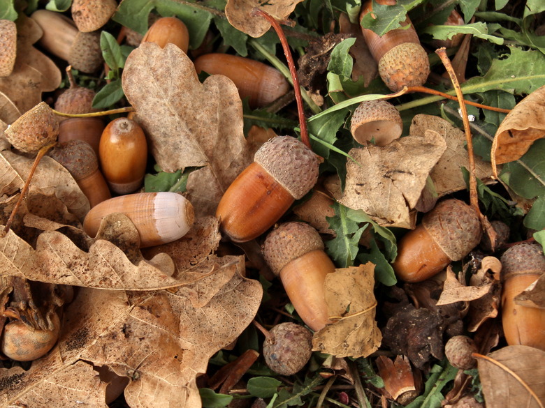 Oak acorns and leaves on the ground