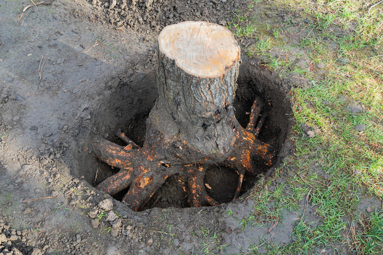 Thick roots are cleared of soil for removal with chainsaw.