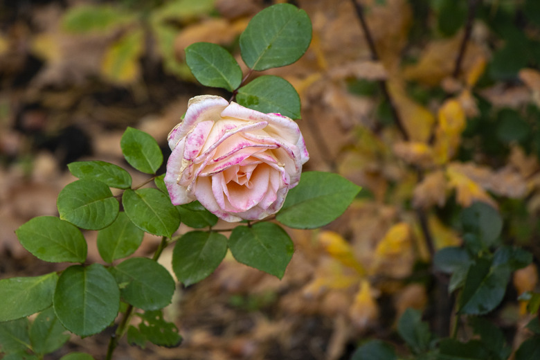 Withering pink rose on a background of autumn foliage Soft focus Concept of withering, autumn sadness