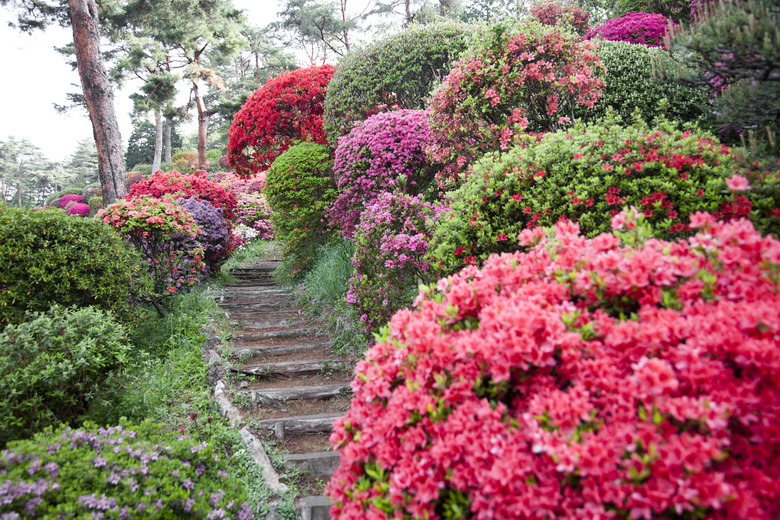 Path through azalea garden.