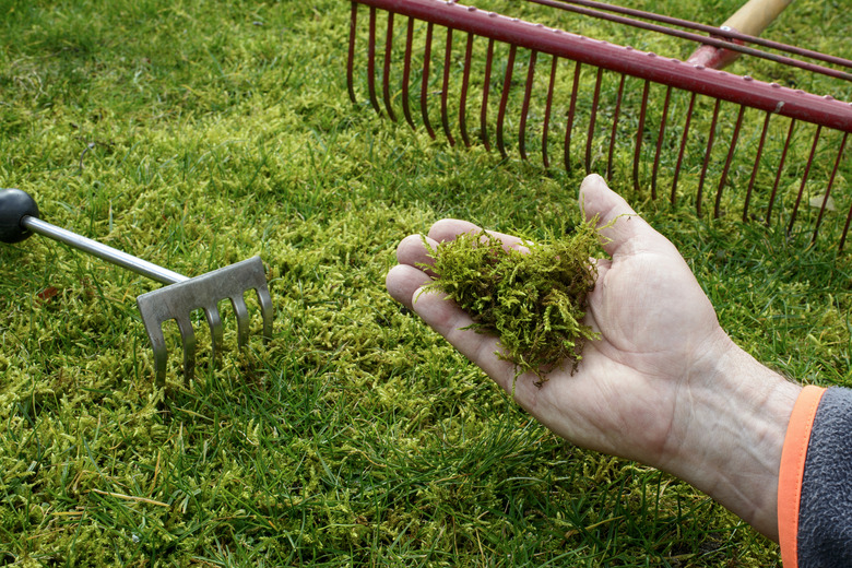 Moss in the lawn.