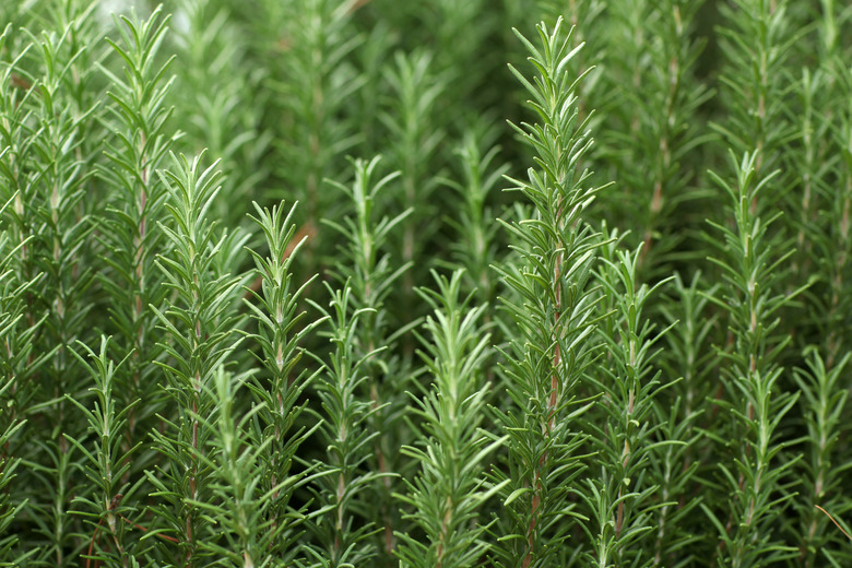 Close up of sprigs of fresh rosemary