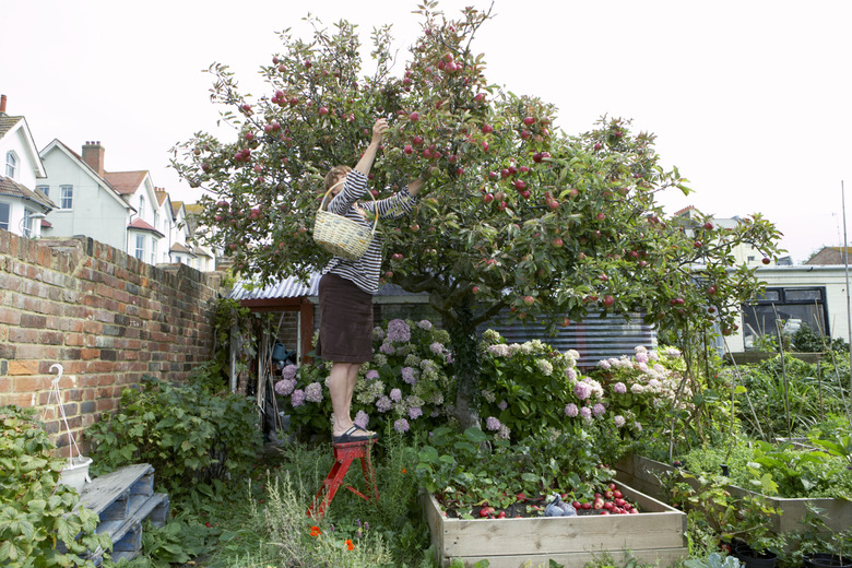 woman stretching up to pick apples from tree