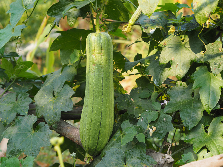 luffa acutangular, Cucurbitaceae green vegetable fresh in garden on nature background