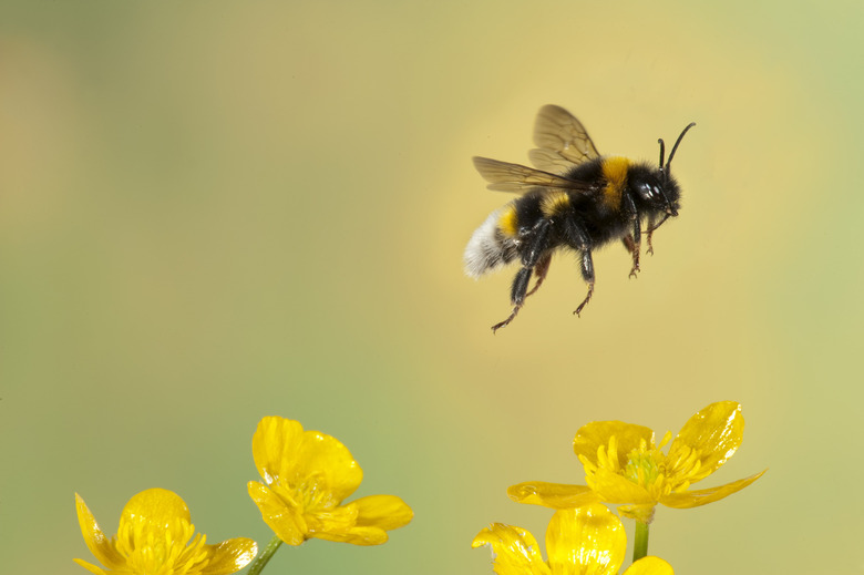 Bumble Bee, Bombus Hortorum, in flight, free flying over yellow buttercup flowers, high speed photographic technique, longest tongue of UK bees