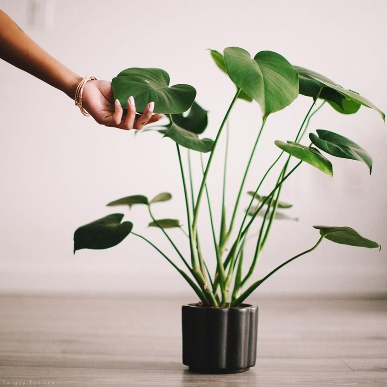 The Sill plant bugs