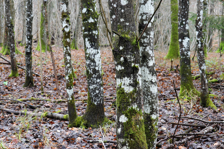 Mosses and white lichens on tree trunks during winter, in Seine et Marne, France