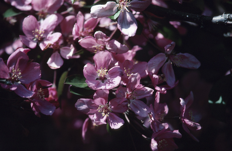 Crabapple blossoms