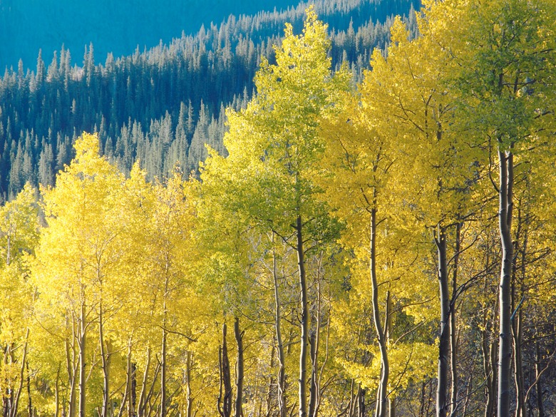 Yellow aspen trees